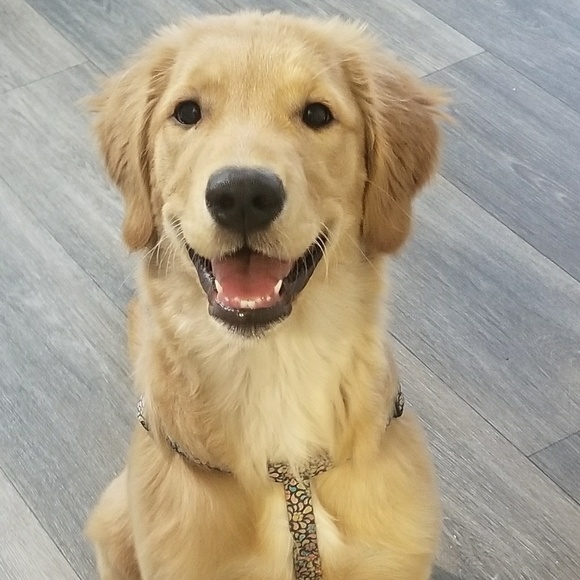 Meet your Posher, Leah - Picture 1 of 1